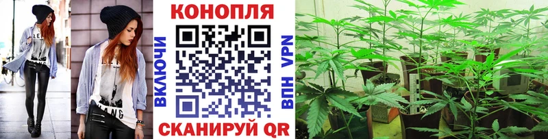 Конопля Ganja Кувшиново